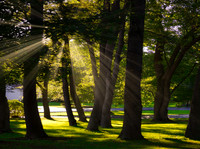 Sunned Grove