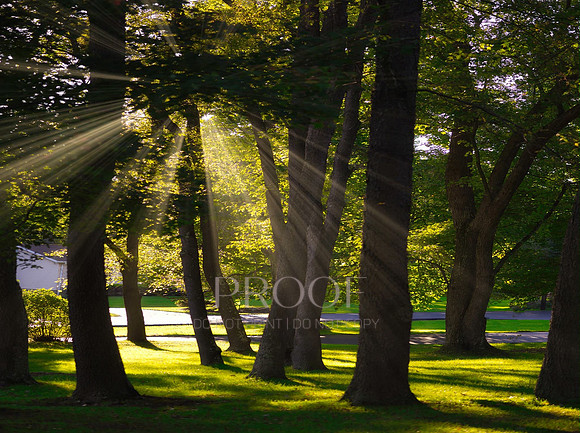 Sunned Grove