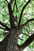Looking up a Tree