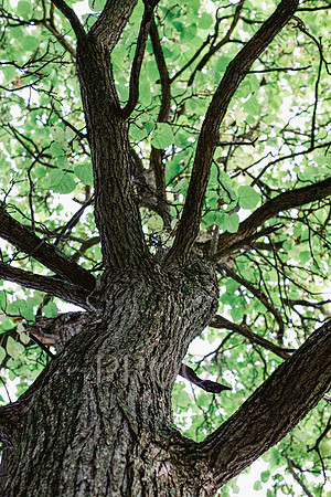 Looking up a Tree