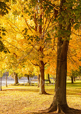 Autumn in the Park