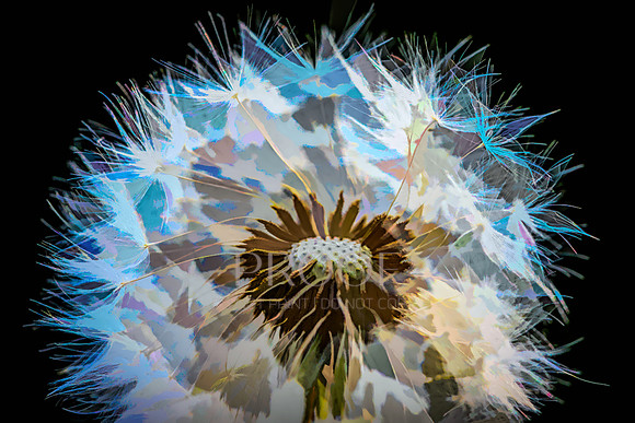 Macro Dandi Blue
