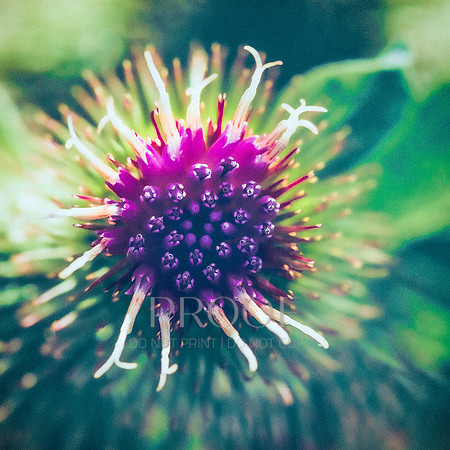 Purple Vintage