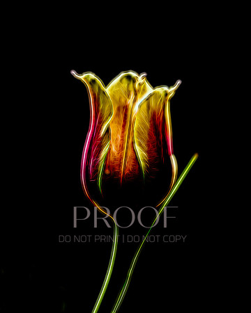Neon Tulip