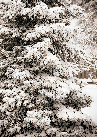 Snowy Pine