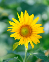 Bright One