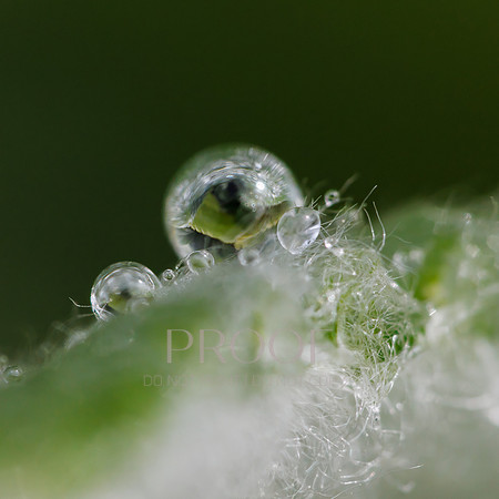 Water Droplet