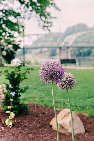 Allium in the Park