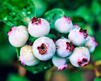 Blueberries Almost