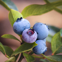 Berry Blue