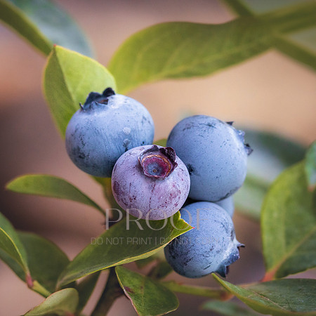 Berry Blue