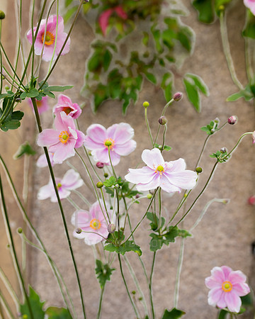 Flora Stand
