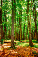 Forest Cathedral