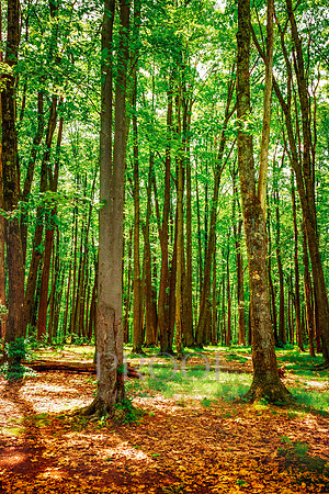 Forest Cathedral