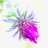 Budding Purple
