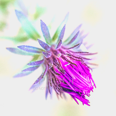 Budding Purple